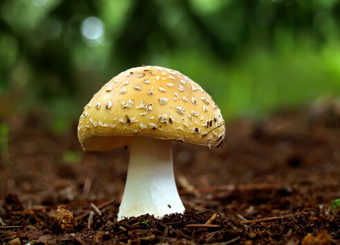 孕婦可以吃蘑菇嗎？孕婦吃蘑菇的食譜