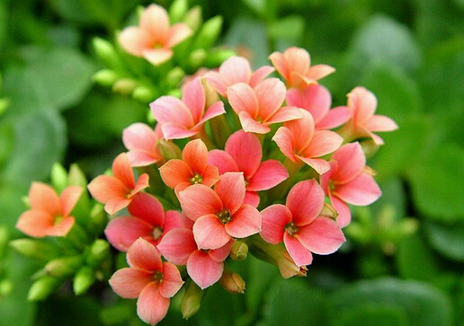 家里有寶寶能養(yǎng)長(zhǎng)壽花嗎？長(zhǎng)壽花的養(yǎng)殖方法