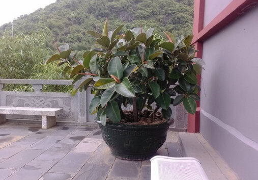 家里有寶寶能養(yǎng)橡皮樹嗎？橡皮樹有毒嗎？