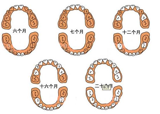 寶寶幾個(gè)月長(zhǎng)牙？寶寶什么時(shí)候長(zhǎng)牙？乳牙萌出時(shí)間與順序