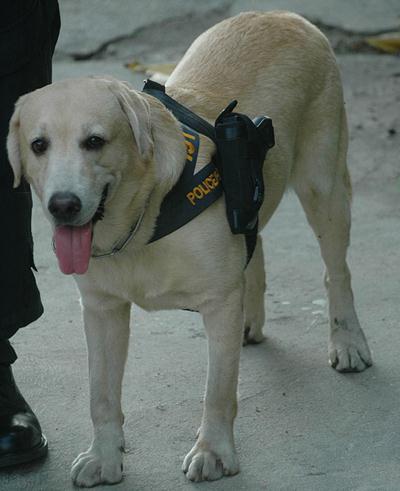 泰國警方為加強(qiáng)攻擊力給警犬配槍，警犬專用手槍肩套(組圖)