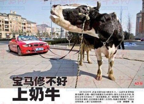 奶牛拉著“寶馬車”上馬路，車主維修受挫上演“維權(quán)秀”