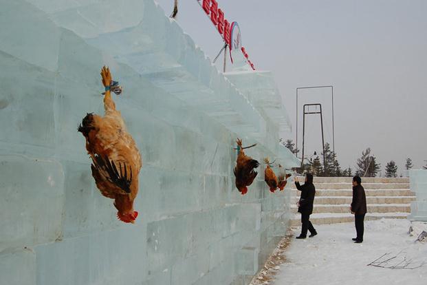 吉林延吉冰雪節(jié)為吸引游客，驚現(xiàn)活雞當靶供游客射殺組圖