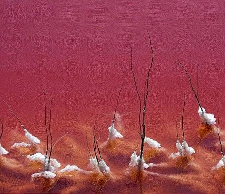法國(guó)驚現(xiàn)血水湖：湖水如紅海湖水中的鹽結(jié)晶