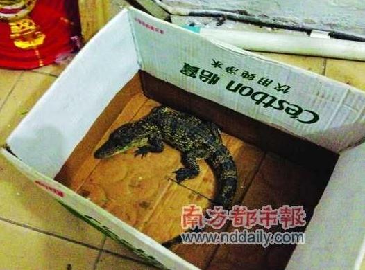 兒童在公園水池逮到兇猛小鱷魚，專家稱性情兇猛或傷人，不要隨意放生兇猛動物