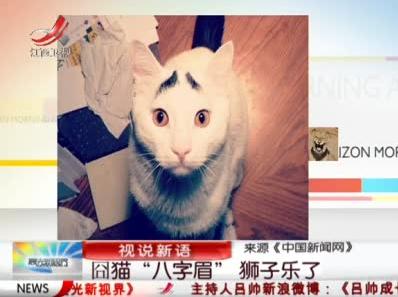 八字眉囧貓山姆網(wǎng)絡(luò)爆紅，細(xì)數(shù)囧貓愁眉苦臉的賣萌囧照