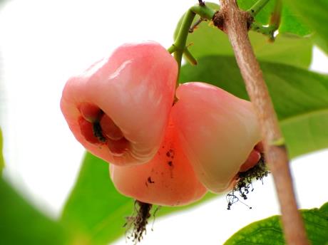 孕婦能吃水蒲桃嗎？孕婦吃水蒲桃有什么好處