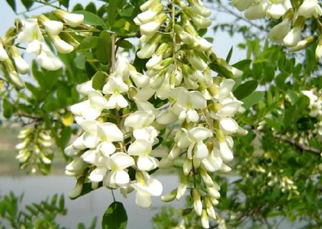 孕婦能吃槐花嗎？孕婦能吃槐花蜂蜜嗎