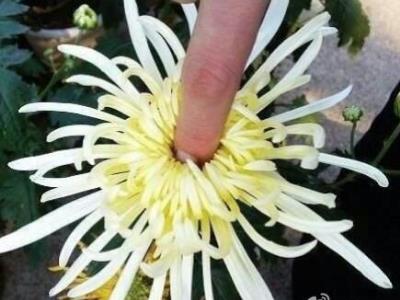 爆菊花是什么意思？爆你菊花是什么意思？什么叫爆菊花