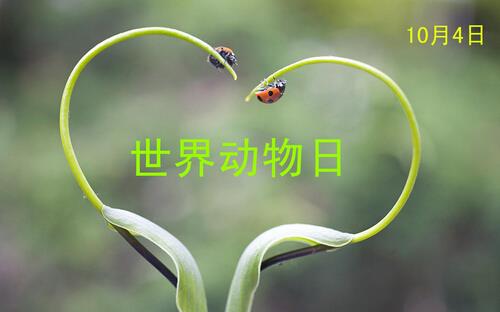 世界動物日是幾月幾日？公歷10月4日是什么節(jié)日