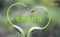 世界動物日是幾月幾日？公歷10月4日是什么節(jié)日