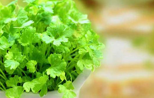 為啥不愛吃香菜？香菜的功效