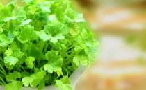 為啥不愛吃香菜？香菜的功效