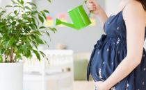 孕婦要遠離花卉嗎？養(yǎng)花應(yīng)該注意什么？