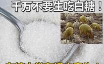 白糖可以生吃嗎？生吃白糖好嗎