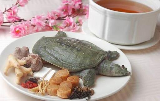 甲魚的血能喝嗎？甲魚血怎么吃更好