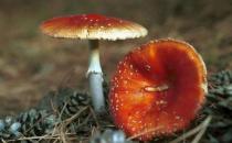 食用野菜有哪些注意事項？哪些野菜不可以吃