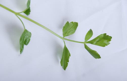 蛀牙怎么辦？ 教你如何用食物防治蛀牙