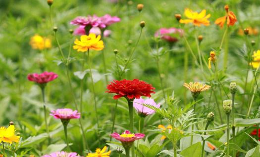 室內適合養(yǎng)什么花草？這些花草不要養(yǎng)在室內