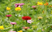 室內(nèi)適合養(yǎng)什么花草？這些花草不要養(yǎng)在室內(nèi)