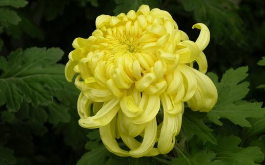 不同的菊花有什么功效？降火用滁菊