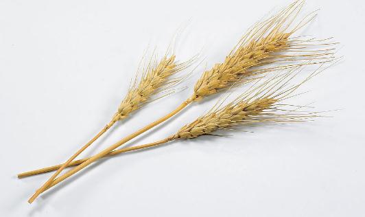 吃燕麥有什么功效？燕麥怎么吃營(yíng)養(yǎng)？