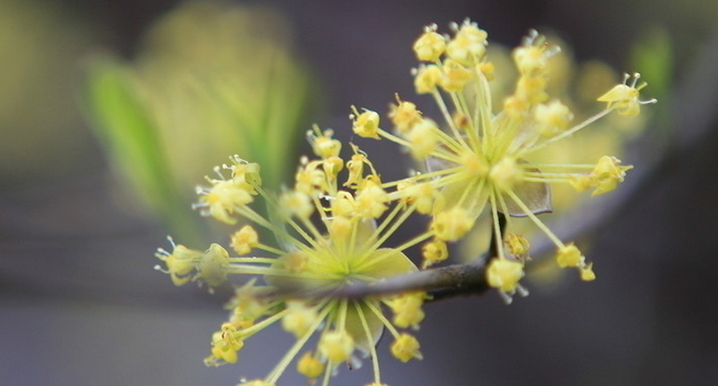 重陽(yáng)節(jié)為什么要佩插茱萸呢？