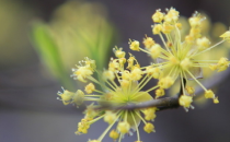 重陽(yáng)節(jié)為什么要佩插茱萸呢？