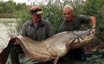 捕獲巨型鲇魚(yú)，腹內(nèi)發(fā)現(xiàn)遺體