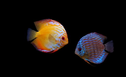 什么原因會(huì)導(dǎo)致七彩神仙魚倒立？遇到倒立怎么辦