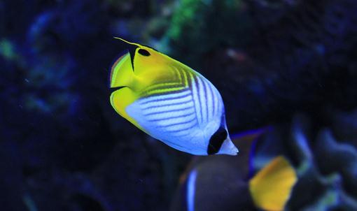 主人如何處理魚兒拒食問(wèn)題