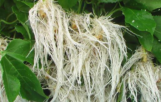 促進(jìn)植物根系生長(zhǎng)的因子是什么