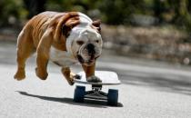 斗牛犬牙齒應(yīng)該如何護理？