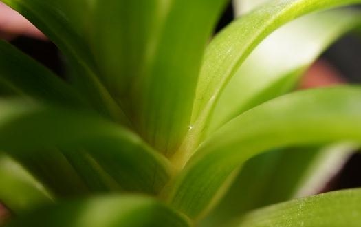 如何解暑？蘆薈西瓜冰沙幫你解暑
