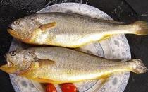 黃花魚有什么營(yíng)養(yǎng)價(jià)值？孕婦能吃黃花魚嗎？