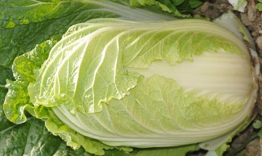 大白菜有什么食療功效？大白菜不宜水浸泡后食用