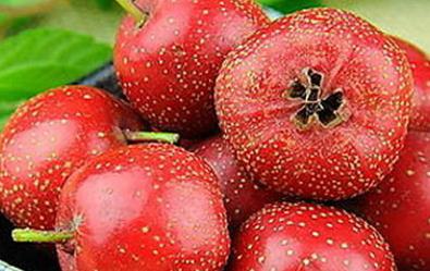 冬季女性多吃紅色食物更滋補(bǔ)