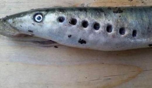 僵尸魚現(xiàn)英國(guó)河道，學(xué)名七鰓鰻