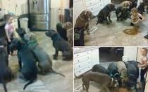 國外4歲女童徒手喂食6只巨型斗牛犬，面無懼色