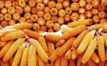 吃玉米也可以減肥 玉米減肥食譜有哪些？