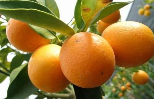 吃什么會導(dǎo)致口臭？去口臭的12種食物