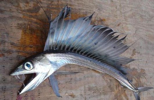 美國(guó)海灘驚現(xiàn)恐怖怪魚，滿嘴獠牙會(huì)吃人