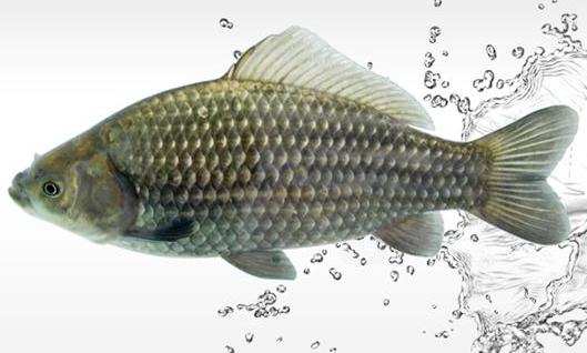 魚(yú)肝富含維生素A 魚(yú)類(lèi)鮮為人知的5大營(yíng)養(yǎng)