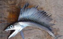 ?美國海灘驚現(xiàn)恐怖怪魚，滿嘴獠牙會吃人