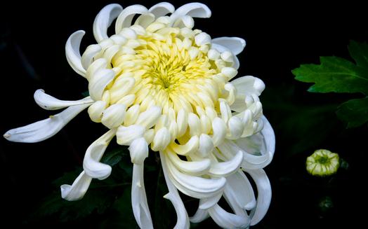 菊花怎么養(yǎng)？菊花的養(yǎng)護(hù)方法