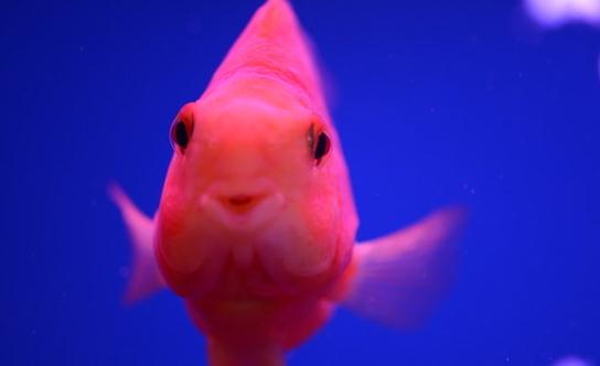 鸚鵡魚怎么養(yǎng)？鸚鵡魚常見病有哪些？