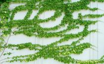 爬山虎怎么養(yǎng)？爬山虎對家居環(huán)境的作用