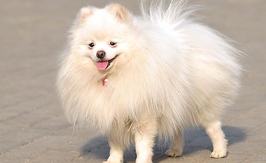 愛斯基摩犬多少錢一條？