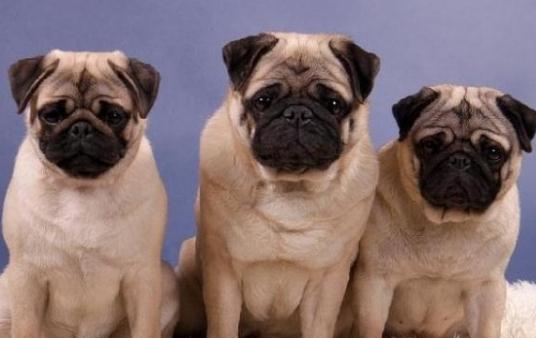 八哥犬多少錢(qián)一條？八哥犬如何喂養(yǎng)