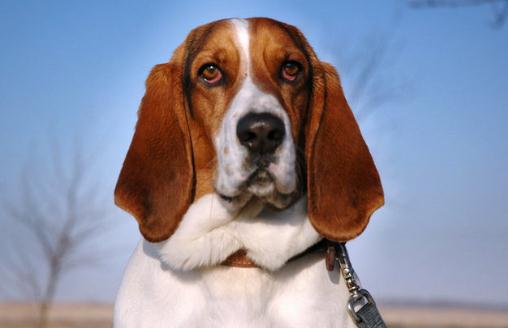 巴吉度犬如何喂養(yǎng)？巴吉度犬是什么？